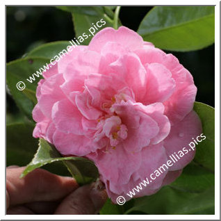 Camellia Japonica 'Martha Brice'