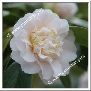 Camellia Japonica 'Mary Charlotte'