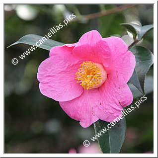 Camellia Hybrid C.x williamsii 'Mary Christian'