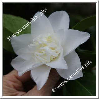 Camellia Japonica 'Mary Costa'