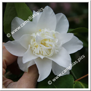 Camellia Japonica 'Mary Costa'