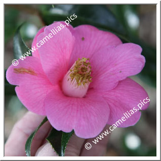 Camellia Hybride C.x williamsii 'Mary Jobson'