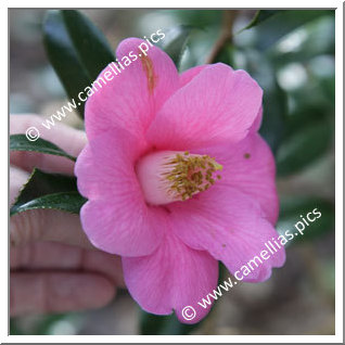 Camellia Hybride C.x williamsii 'Mary Jobson'