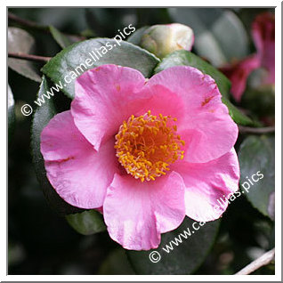 Camellia Hybrid C.x williamsii 'Mary Larcom'