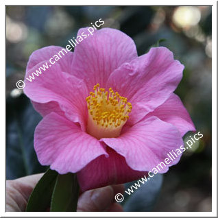 Camellia Hybride C.x williamsii 'Mary Larcom'