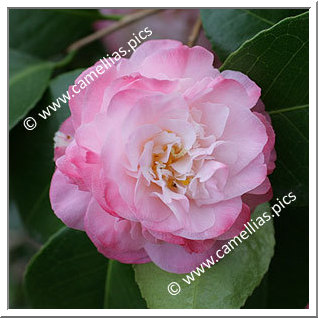 Camellia Japonica 'Mary J. Wheeler'