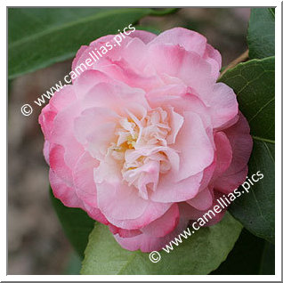 Camellia Japonica 'Mary J. Wheeler'