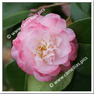 Camellia Japonica 'Mary J. Wheeler'