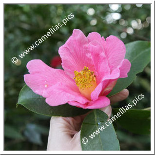 Camellia Reticulata 'Mary Williams'