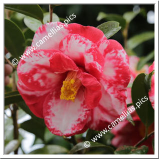 Camellia Japonica 'Masayoshi'