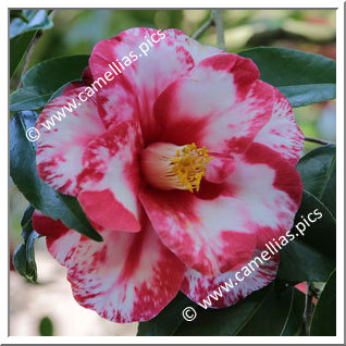 Camellia Japonica 'Masayoshi'