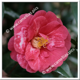 Camellia Japonica 'Masayoshi'