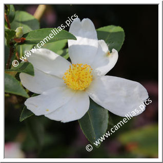 Camellia Hybrid 'Mason Farm '