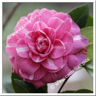 Camellia Japonica 'Massimo d'Azeglio'