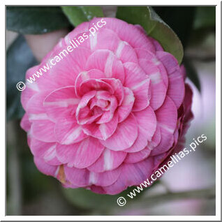 Camellia Japonica 'Massimo d'Azeglio'