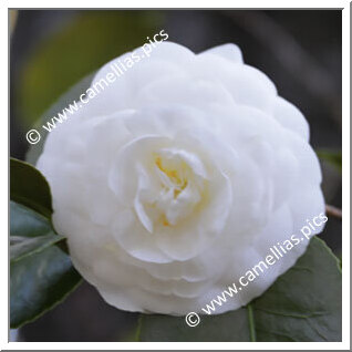 Camellia Japonica 'Masterpiece'