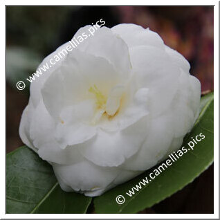 Camellia Japonica 'Masterpiece'