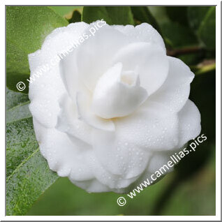 Camellia Japonica 'Mathotiana Alba'