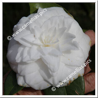 Camellia Japonica 'Mathotiana Alba'