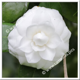 Camellia Japonica 'Mathotiana Alba'