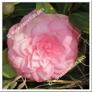 Camellia Japonica 'Mathotiana Rosea'