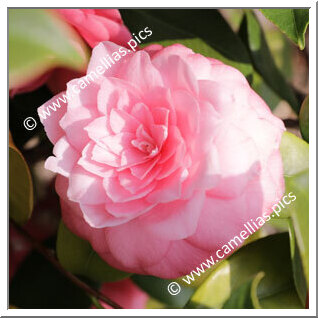 Camellia Japonica 'Mathotiana Rosea'
