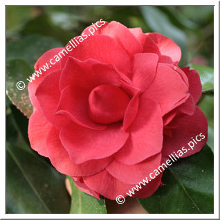 Camellia Japonica 'Mathotiana'