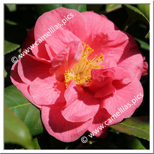 Camellia Japonica 'Mathotiana Supreme'