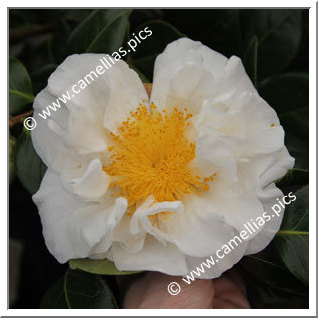 Camellia Japonica 'Matilija Poppy'