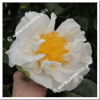 Camellia Japonica 'Matilija Poppy'