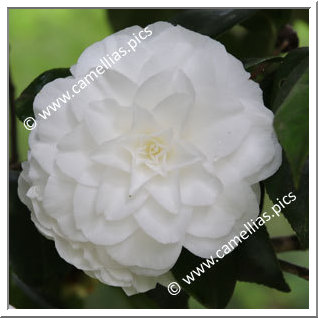 Camellia Japonica 'Matterhorn'