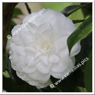 Camellia Japonica 'Matterhorn'