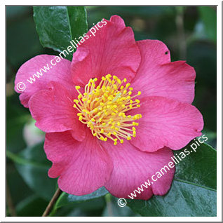 Camellia Japonica 'Mattie Cole'