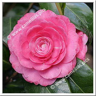 Camellia Japonica 'Lady Maude Walpole'