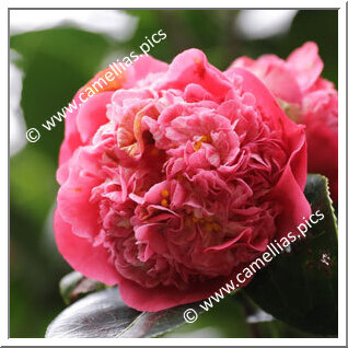 Camellia Hybrid 'May Hansen'