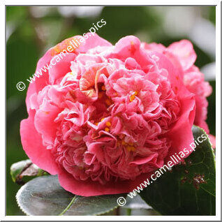 Camellia Hybrid 'May Hansen'