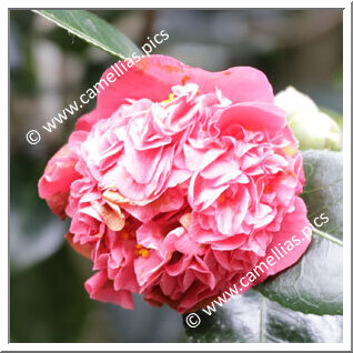 Camellia Hybrid 'May Hansen'