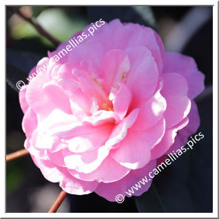 Camellia Reticulata 'Maye Taohong'