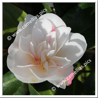 Camellia Japonica 'Lady McCulloch'