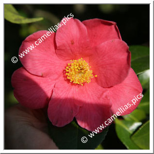 Camellia Japonica 'Aubrey Mcgill'