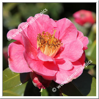Camellia Japonica 'Gérard Mellier'