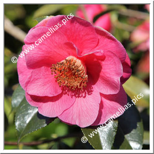 Camellia Japonica 'Gérard Mellier'