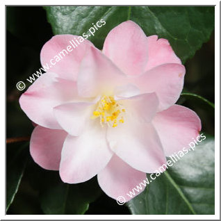 Camellia Japonica 'Meine Ingrid '