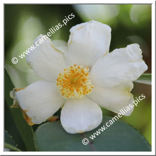 Camellia Botanique 'C. meiocarpa'
