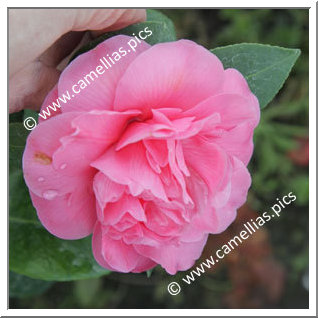 Camellia Japonica 'Melinda Hackett'