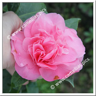 Camellia Japonica 'Melinda Hackett'
