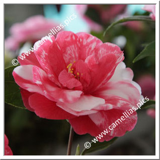 Camellia Japonica 'Memphis Belle'