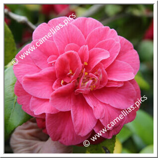 Camellia Japonica 'Mercury'