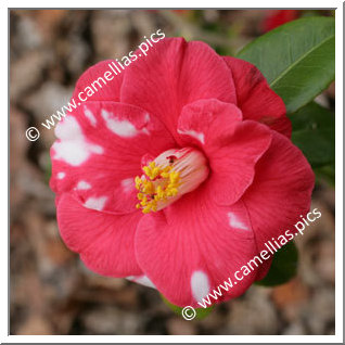 Camellia Japonica 'Mercury Variegated'