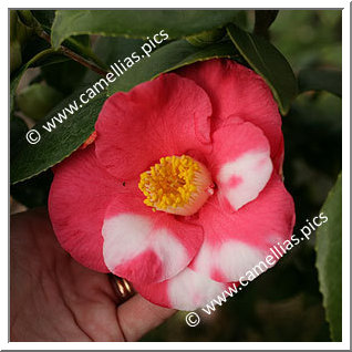 Camellia Japonica 'Mercury Variegated'